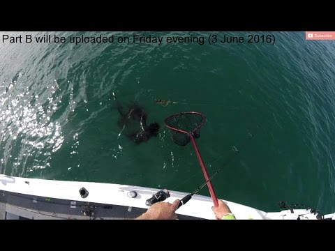 Part A - The Hunt for Tiger Squid - Fishing