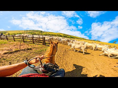 TROCANDO O GADO DE PASTO NA MINHA FAZENDA COM O CAVALO