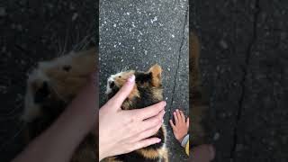 自由奔放な猫を子供と撫でまくる