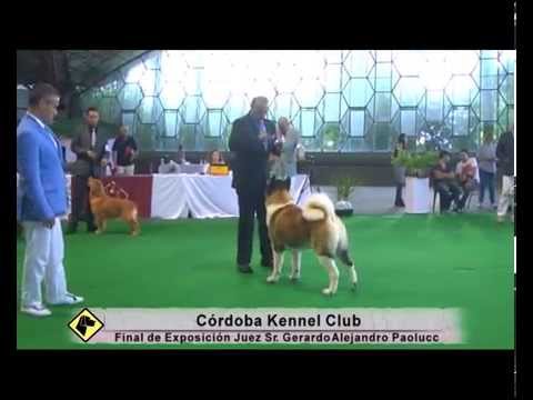 “Perros en acción”  Programa Nº 277 Bloque 3