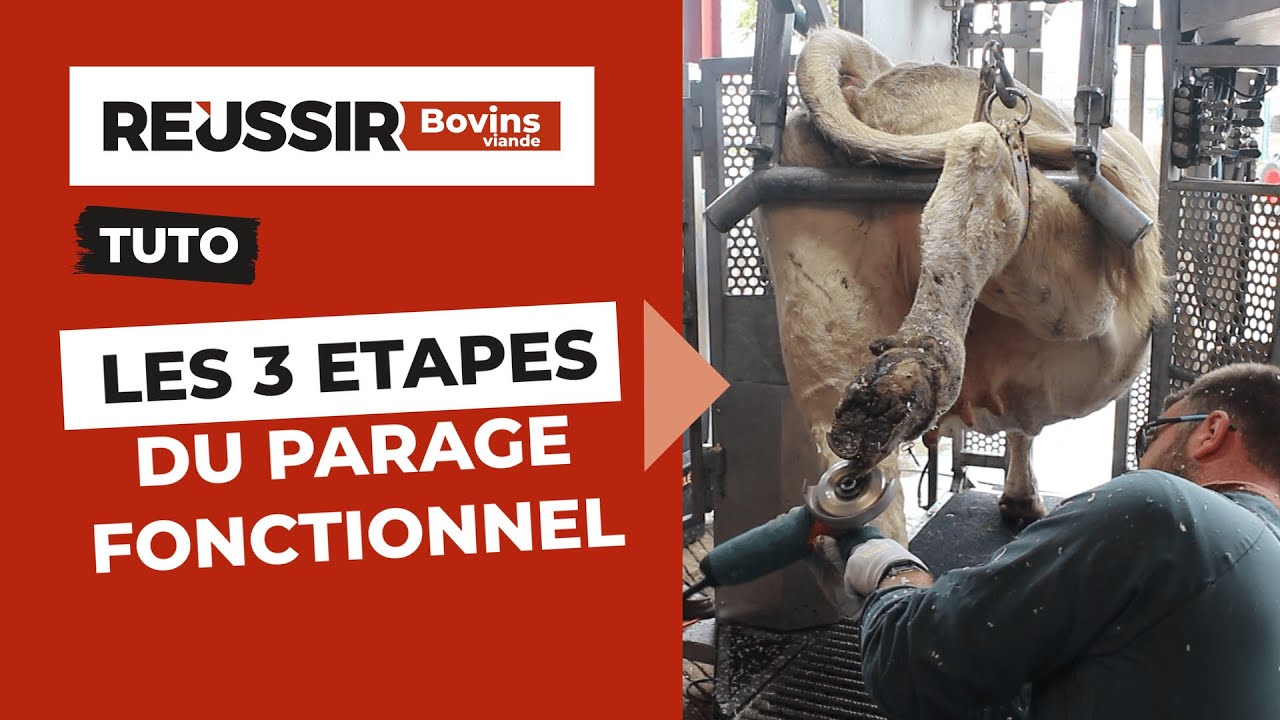 TUTO | Les 3 étapes du parage fonctionnel : en pratique sur une charolaise