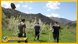 Ucom-ի աջակցությամբ Ուրցաձորում տնկվել են մրգատու ծառեր