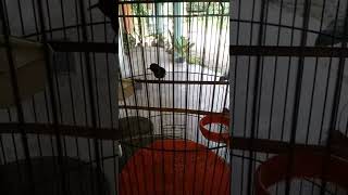 Download lagu konin isian platuk bawang mp3