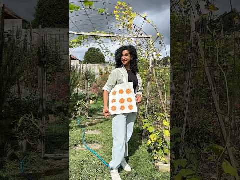 🌼 Cosmos Naranja, que no falten en tu huerta 🌼 #flores #flowers #cosmos