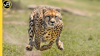Çita: Dünyanın En Hızlı Kara Hayvanı  Bir Ç