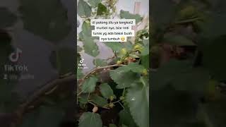 Download lagu tips murbei berbuah lebat di dalam pot mp3
