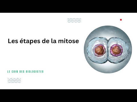 les étapes de la mitose (Animation) #shorts