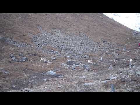 Deer in front of Annapurna III