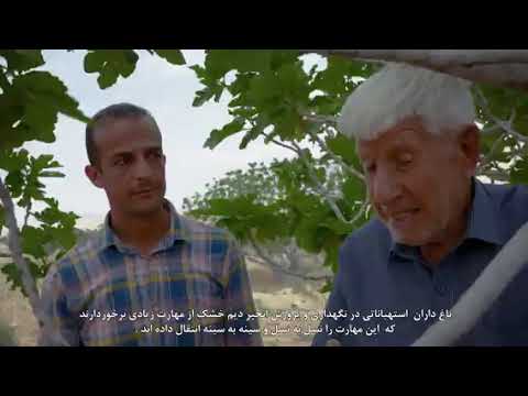 Estahban Rainfed Fig Orchards Heritage System, Fars Province, Iran