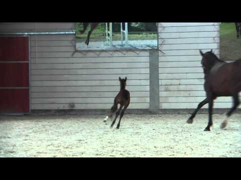 Golden Rose - Holsteiner Fillly by Mylord Carthago from Carette (Cormint - Quinar)