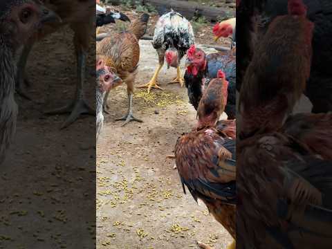 , title : 'Raising chickens || animals husbandry #chicken #backyardchickens #animals #pets #agriculture #shorts'