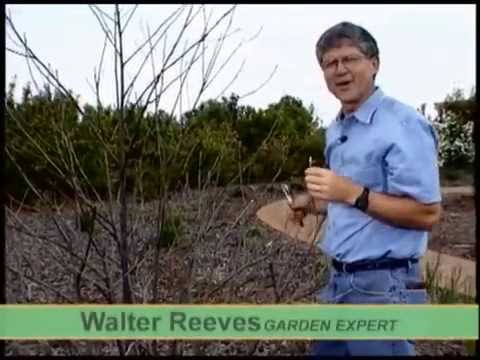 How To Prune Confederate Roses, with Walter Reeves