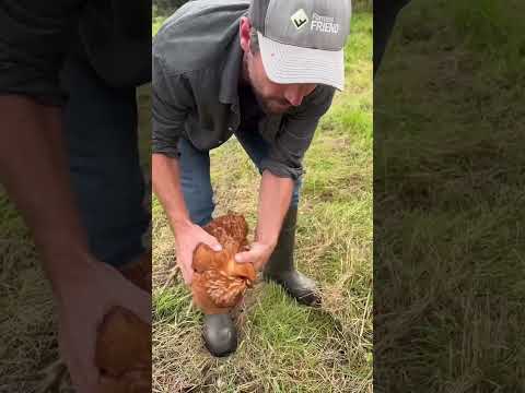 This Is How You Can Make A Chicken Fall Asleep Fast 😱