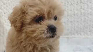 ハーフ犬の動画01