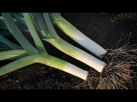 Najjača prihrana za poriluk! Nevjerojatno brzo raste!