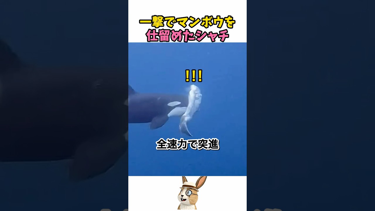 マンボウを倒したシャチ