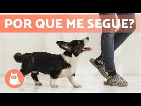Por que meu CACHORRO me SEGUE em todos os lugares? 🐶🐾 (5 Motivos)