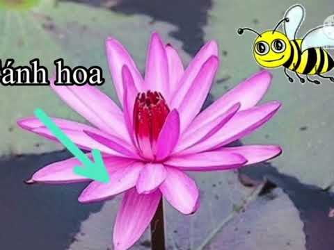 Phân loại hoa - Bùi Thị Huế