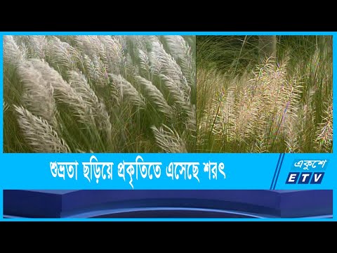 বাতাসে কাশ ফুলের দুলুনি নিয়ে এসেছে শরত