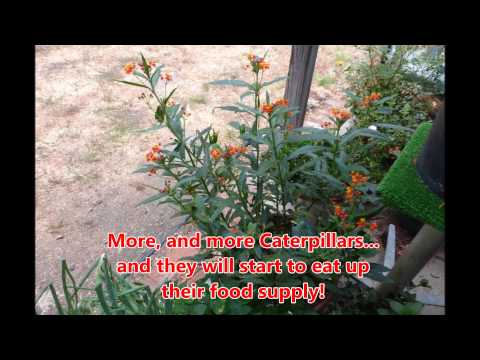 2014 Raising Monarchs - Part 1 (the hungry caterpillars)