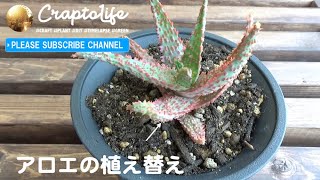 アロエ 赤くなる フラミンゴ という種類を植え替え 水耕栽培で根っこを生やした株を使用 برنامج تنزيل Mp3 الأكثر شعبية على الإنترنت アロエ 赤くなる フラミンゴ という種類を植え替え 水耕栽培で根っこを生やした株を使用 برنامج تنزيل Mp3 الأكثر شعبية على الإنترنت