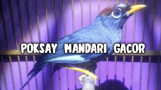 Download lagu Suara Khas Poksay Mandarin, Poksay Mandari Gacor II Pancingan mp3