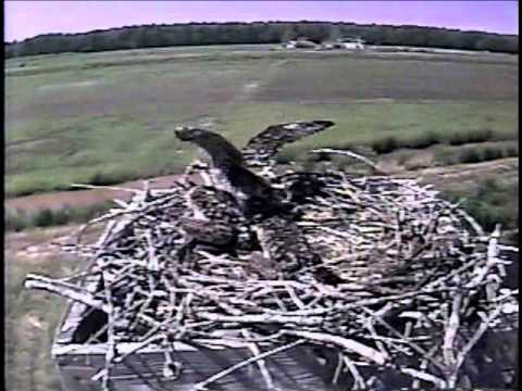 Oldest Chick Practices Flapping on 2011 Blackwater Osprey Cam
