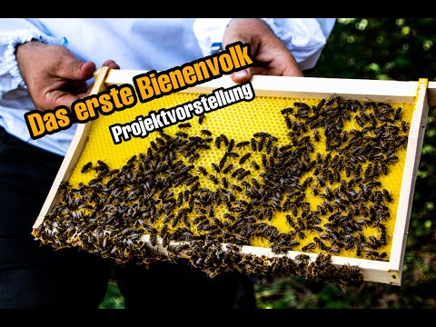 Bienenhaltung | die ersten Schritte und Projektvorstellung