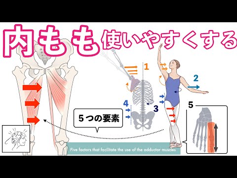 マシンでの足の内転 – やり方とよくある間違い