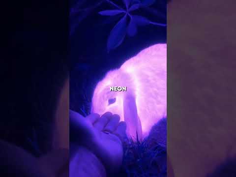 Security Camera Caught A Glowing Creature... 🟣🐇