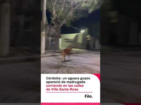 Un aguará guazú apareció de madrugada en las calles de una localidad cordobesa