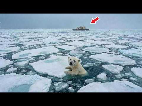 Jää vei avuttoman karhunpojan mereen. Mutta katsokaa, kuka tuli avuksi!