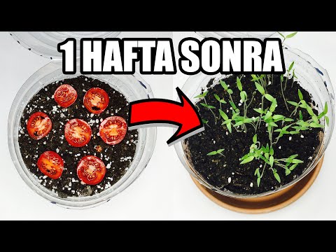 , title : 'Domatesten domates nasıl yetiştirilir | Domates Çimlendirme'