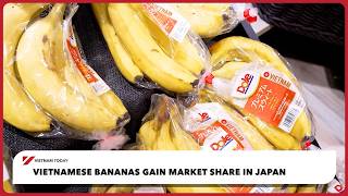 Vietnamese bananas gain market share in Japan | Vietnam Today
