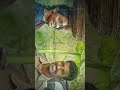 Kaattumalli Song Viduthalai Movie WhatsApp Status