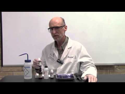 Gram Stain Technique