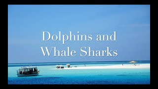 Dolphins and Whale Sharks: Maldives
