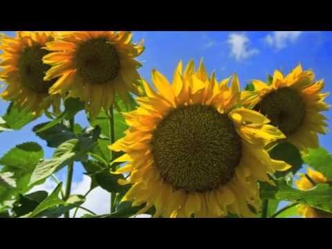 Elvis Pupa - "O jete sa te dua" NEW 2012