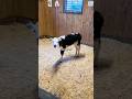 You Found Your Moo