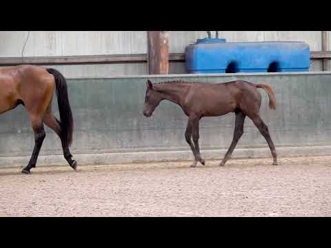 CI-BLUE V/H VOORDE VELDEKEN
