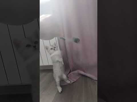 #cat #шотландец #funny #catlover #funnycat #kitten #шотландецсема