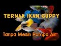 Tanpa Aerator Tanpa Ganti Air Ikan Guppy Tambah Banyak