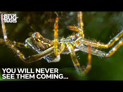Masters of Ambush: The Bugs That Wait to Kill | Monster Bug Wars