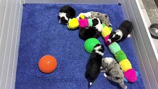 Video preview image #10 Border Collie Puppy For Sale in STRAFFORD, MO, USA