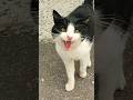 Poor Tuxedo Cat Begging For Food