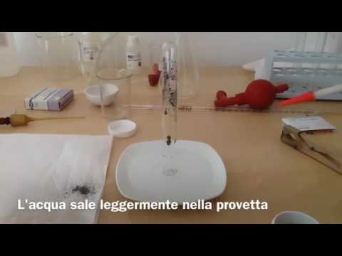 Risultato di eliminazione di vermi Parassiti in un acquario al pesce