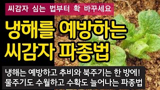 냉해를 예방하는 씨감자 파종법 - 감자 심는법 확 바꾸세요. 냉해를 예방하고 추비와 북주기 물주기도 쉽고 수…