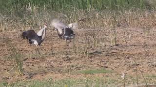 Sandhill Crane