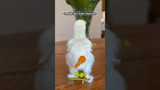 Oops I farted again! #parody #funnyshorts #chickens #lol #memesdaily #cute #fart  #chickenhappyhour