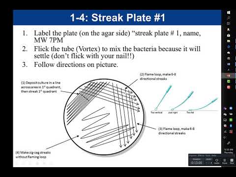 Lab 1-4: Streak Plate